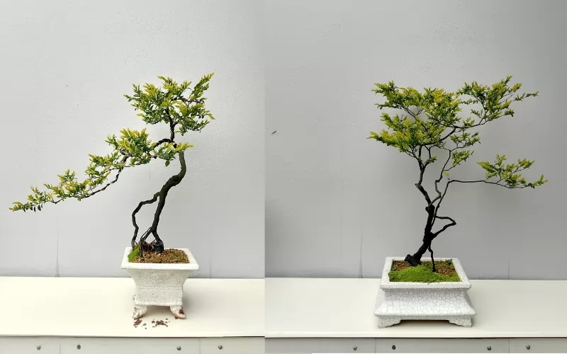 Giá cây tùng đen bao nhiêu? Giải đáp từ A-Z