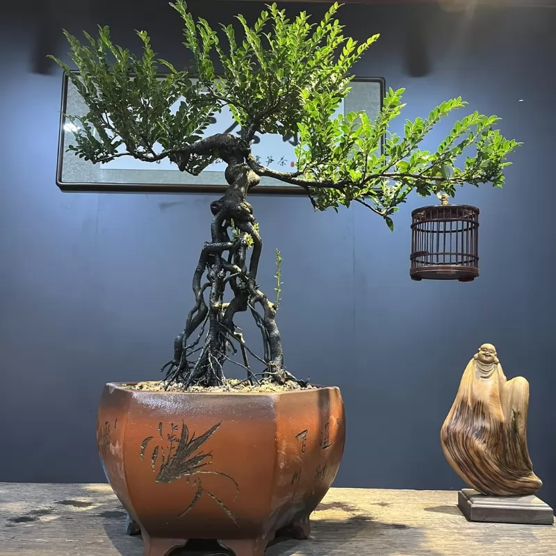 Cây tùng đen bonsai dáng văn nhân