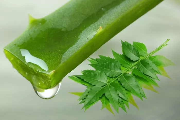 Cách trị gàu trong mùa đông hiệu quả tại nhà từ thiên nhiên