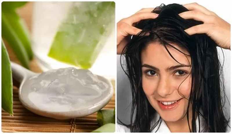 Trị rụng tóc bằng nha đam lô hội có hiệu quả không?