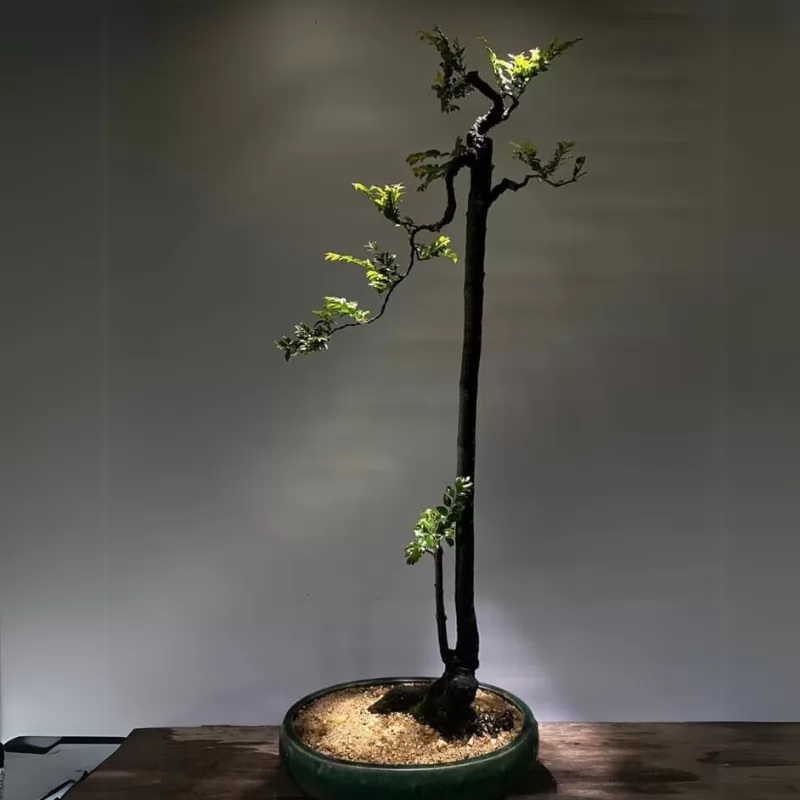Cách chăm sóc và trồng cây tùng đen bonsai dáng đẹp