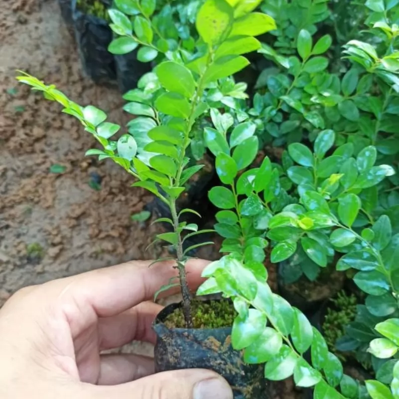 Nhân giống cây tùng đen bonsai bằng cách gieo hạt