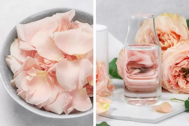Cách sử dụng nước hoa hồng cho tóc, lợi ích và phương pháp tự làm