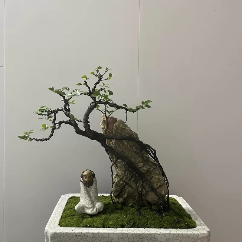 Ý nghĩa phong thuỷ của tùng đen bonsai