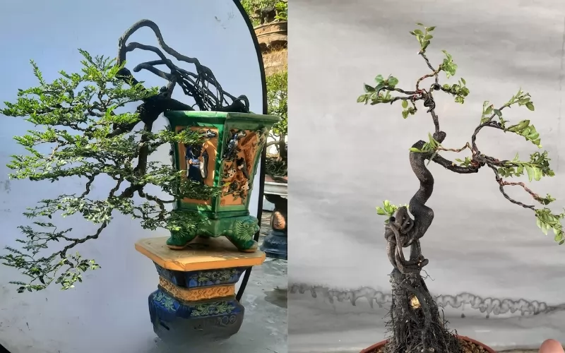 Trồng cây tùng đen vừa thẩm mỹ vừa thu hút may mắn, tài lộc
