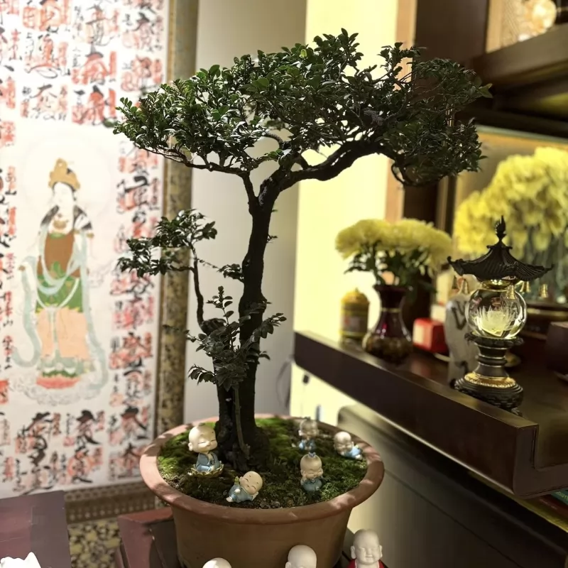 Cây tùng đen bonsai được phân loại dựa trên dáng vẻ, kích thước, hoặc khu vực phân bố
