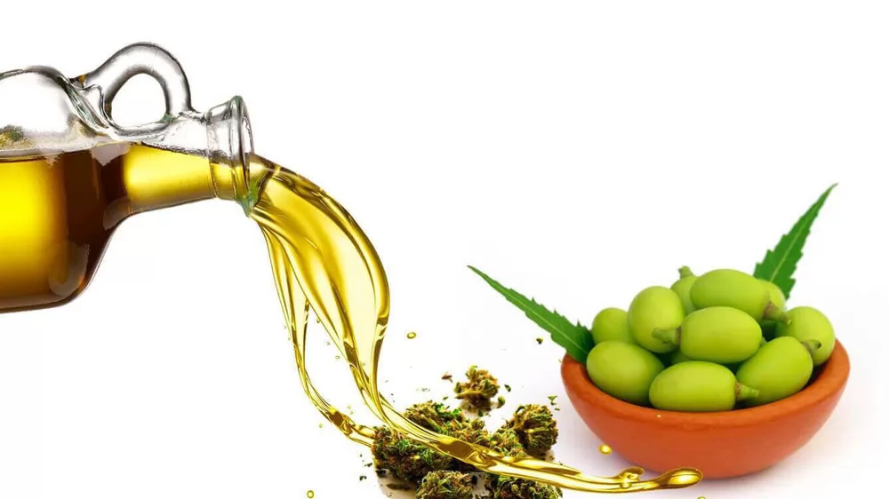Tinh dầu chăm sóc tóc: Dầu neem có lợi ích gì cho tóc?