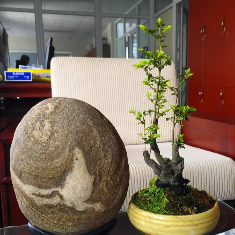 Cây tùng đen bonsai để bàn