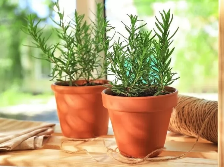 Lá Hương Thảo – Nguyên Liệu Thiên Nhiên Đầy Quyền Năng