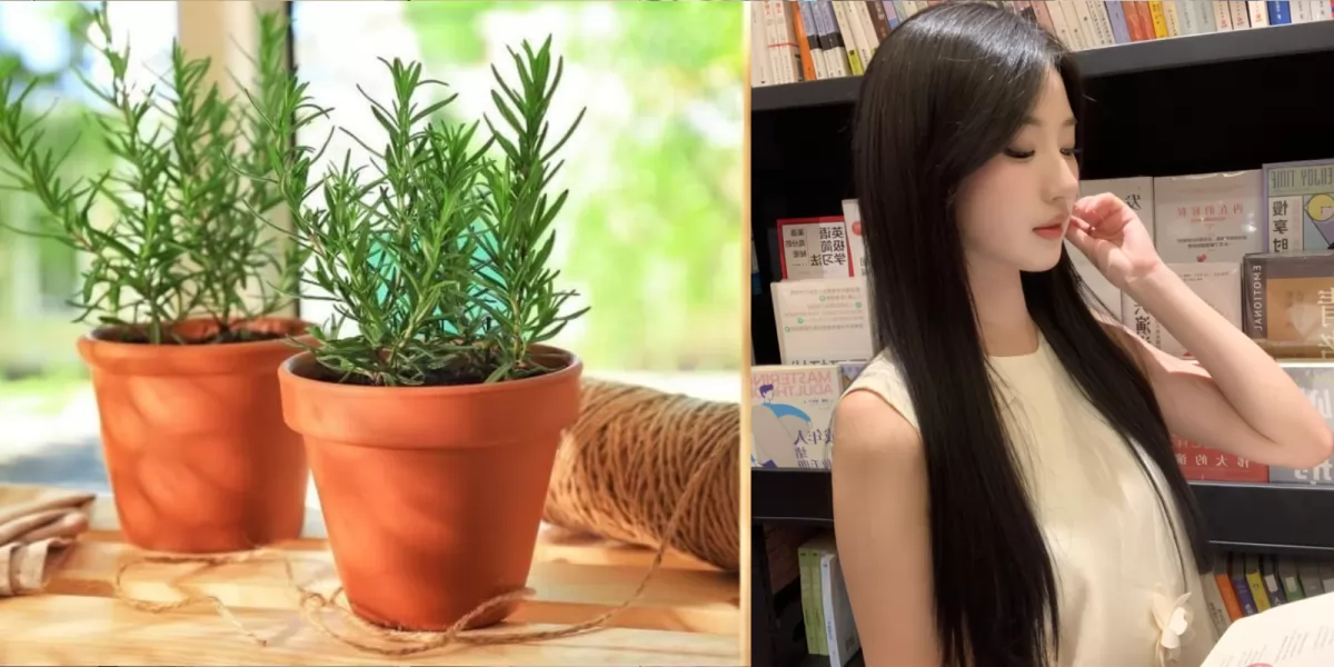 Nước Thần Tự Nhiên Giúp Tóc Mọc Nhanh, Mềm Mượt: Bí Quyết Đơn Giản Và Giá Rẻ Từ Lá Hương Thảo