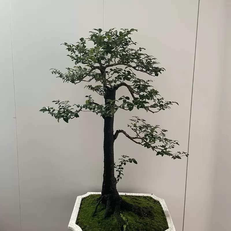 Cây tùng đen bonsai dáng trực