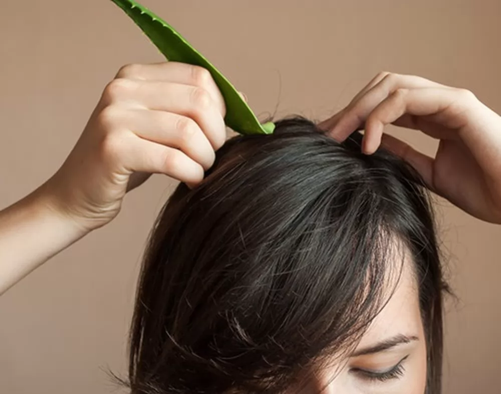 Trị rụng tóc bằng nha đam lô hội có hiệu quả không?