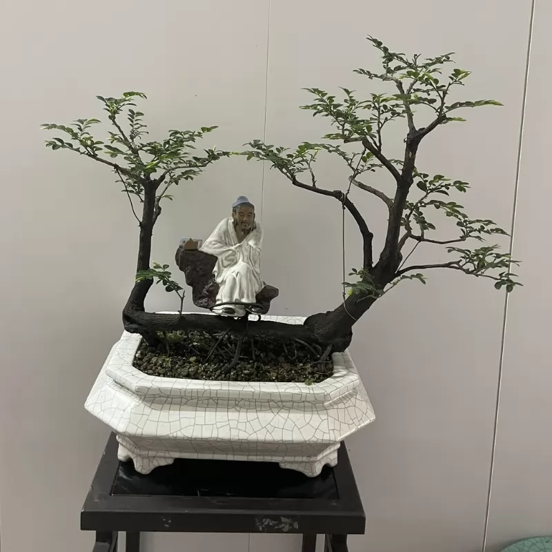 Cây tùng đen bonsai Cô Tô