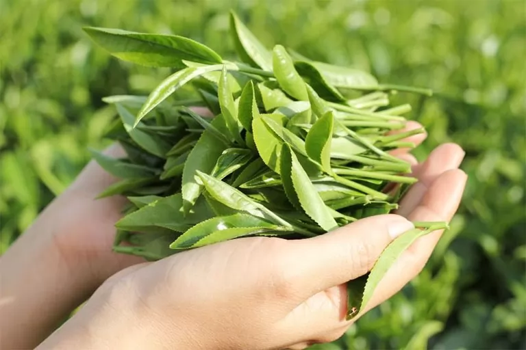 Trà xanh có tác dụng giảm rụng tóc như thế nào?