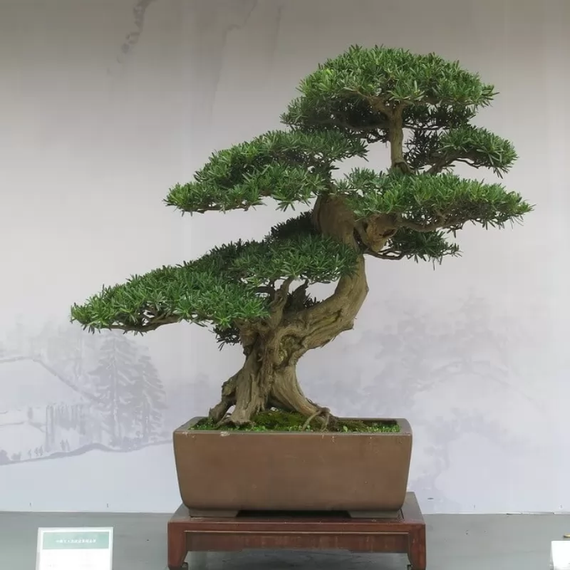 Tùng đen bonsai Trung Quốc