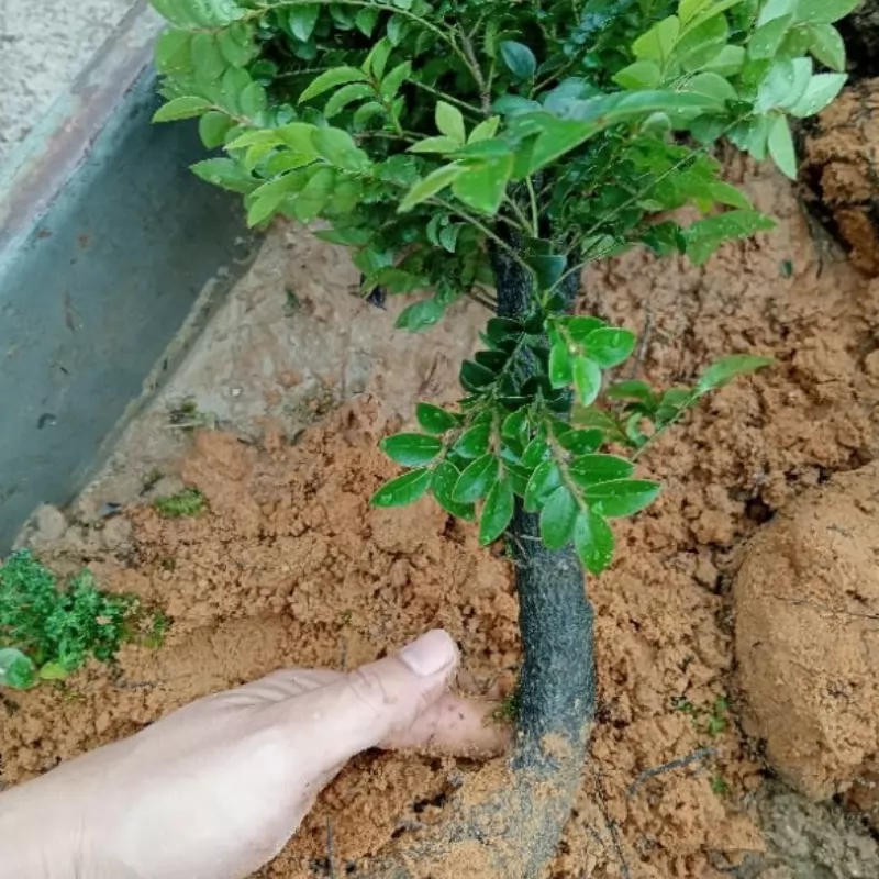 2. Giâm cành Chọn những cành non khỏe mạnh có tuổi từ 3-6 tháng, dài khoảng 10-15 cm. Cắt cành bằng dao sắc để tránh dập nát, sau đó nhúng gốc cành…