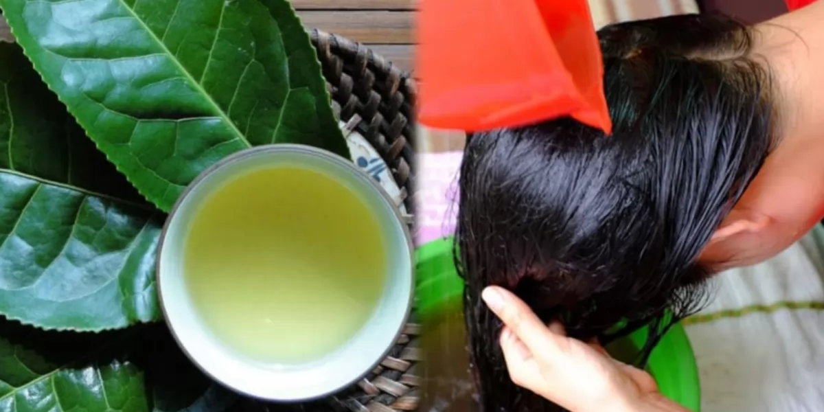 Cách gội đầu bằng lá trà xanh giúp giảm rụng tóc hiệu quả