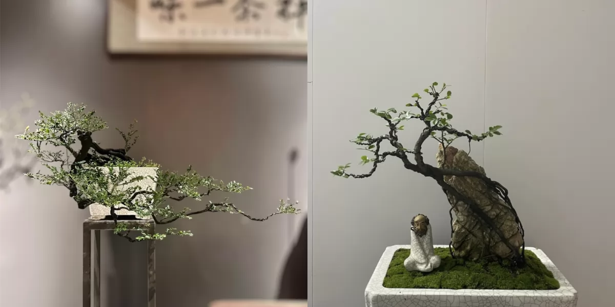 Tổng hợp các mẫu cây tùng đen bonsai đẹp trồng tại nhà