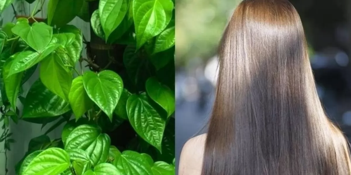 Cách gội đầu bằng nước lá trầu không giúp giảm rụng tóc và kích thích mọc tóc