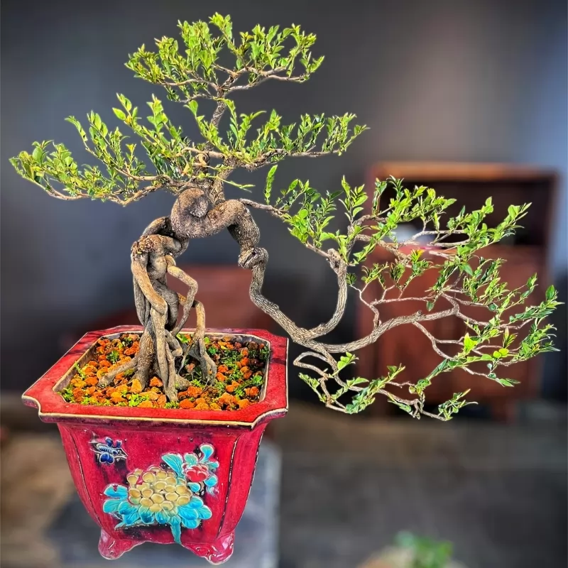Giá cây tùng đen bonsai