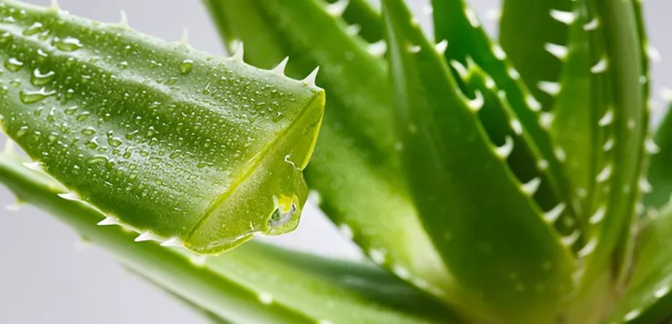 16 cách bảo vệ tóc khỏi ánh nắng mặt trời mùa hè