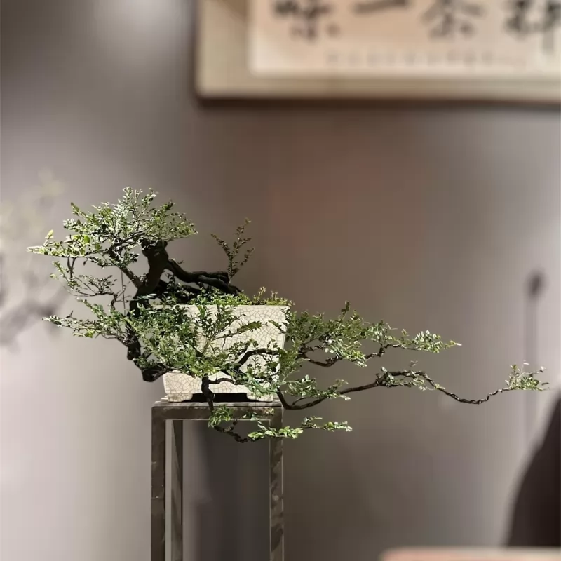 Cây tùng đen bonsai phong thủy