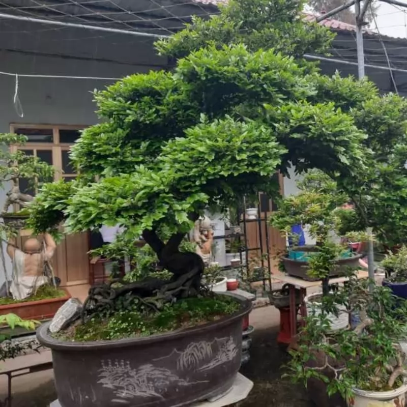 Cây tùng đen bonsai cổ thụ