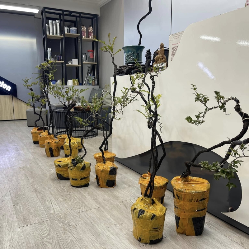 Hình dáng và dáng thế của cây cũng quyết định giá tiền tùng đen bonsai