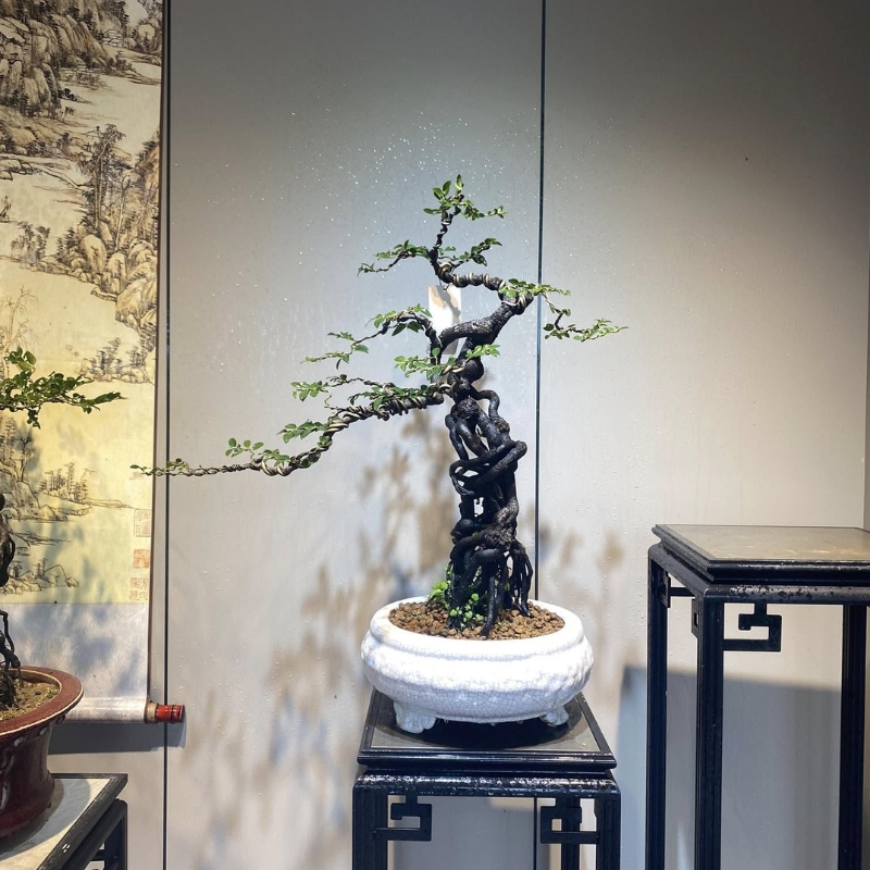 Kỹ thuật tạo dáng cây cũng ảnh hưởng đến giá cây tùng đen