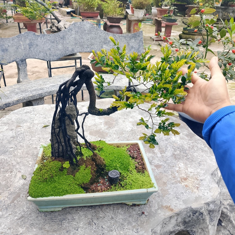 Địa chỉ mua cây tùng đen giá tốt uy tín nhất